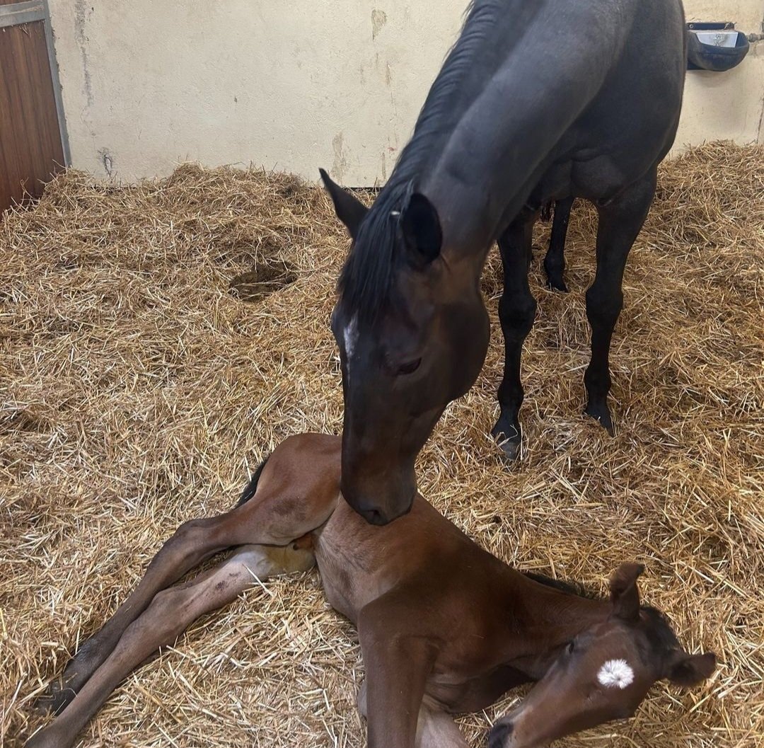 🌟 BENIE DES DIEUX with her lovely colt foal - born yesterday morning! 😍 Can't wait to see her progeny on track - two fillies (one named THE PRESIDENT) now joined by a strapping young lad. (📷: @BectiveStud)