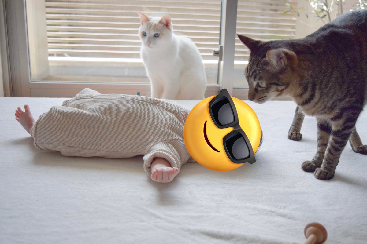 roy_luchi_nico's tweet photo. #ロイルとニコル #赤ちゃんと猫 #一眼レフ https://t.co/6uQOOqlL2D