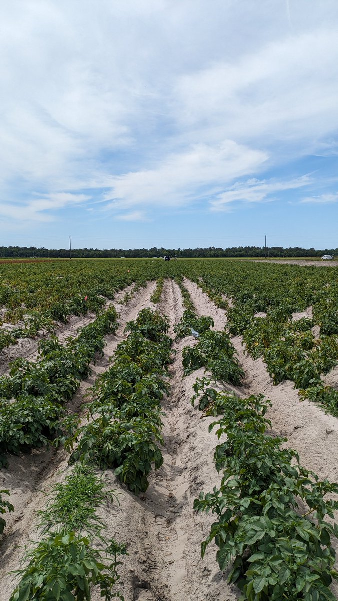 Our sting nematode potato nematicide trials are near harvest (chemically dessicate vines next week.) Still seeing dramatic differences among plots. Foliar symptoms pictured here.