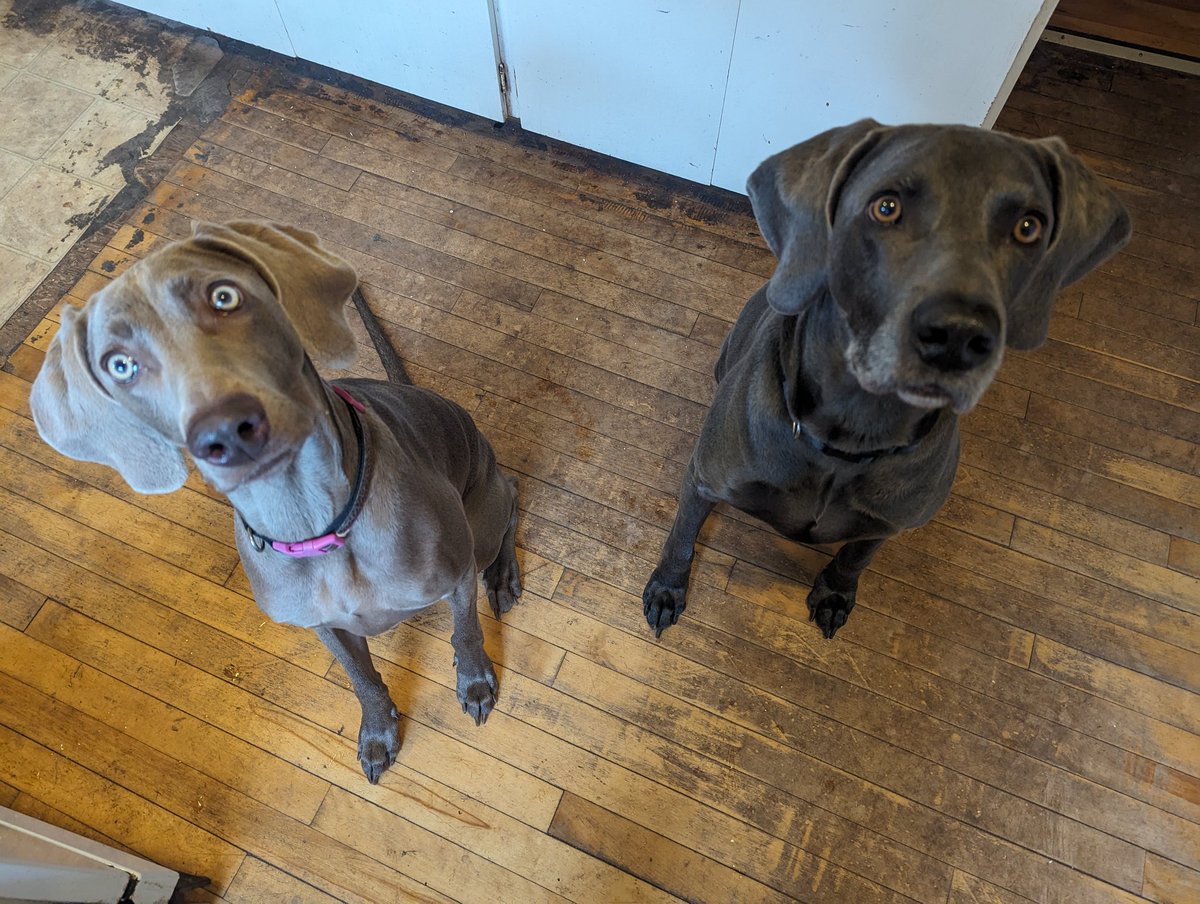 Xena and Kooper had their first Best Boy Biscuits. They look like pretty happy customers. Thank you @SukritiChhopra #Xena #Kooper  #weimaraner #rescues #BestBoy Biscuits