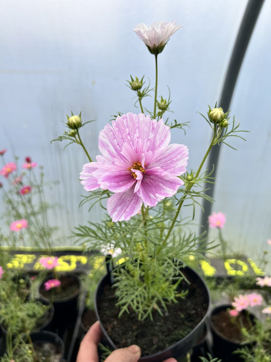 Looking as good this year as they did last year. And entered into RHS Chelsea Flower show plant of the year too britishcosmos.sumupstore.com/product/cosmos…