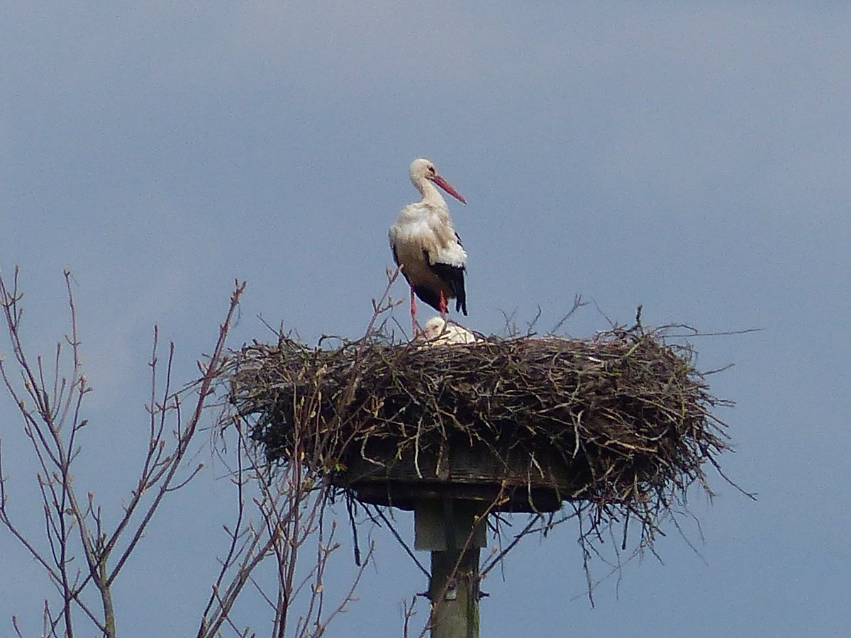 Brut-alität in Lich-Langsdorf, Oberhessen
Mehr Störche in Mittelhessen: 
storchennest.de/phpbb/viewforu…

#Storch #Lich #Langsdorf #Storchennest