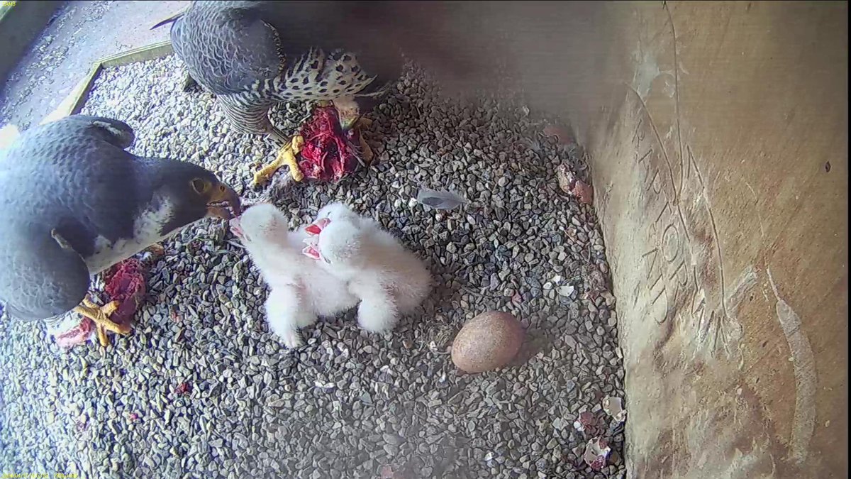 They were very well fed today! Six feeds, all by Azina. All pigeon. During the first one Azina fed the chicks while they were brood by Tom (never seen this before). And the last one was a funny double act (check the video I shared earlier). Never a dull moment!