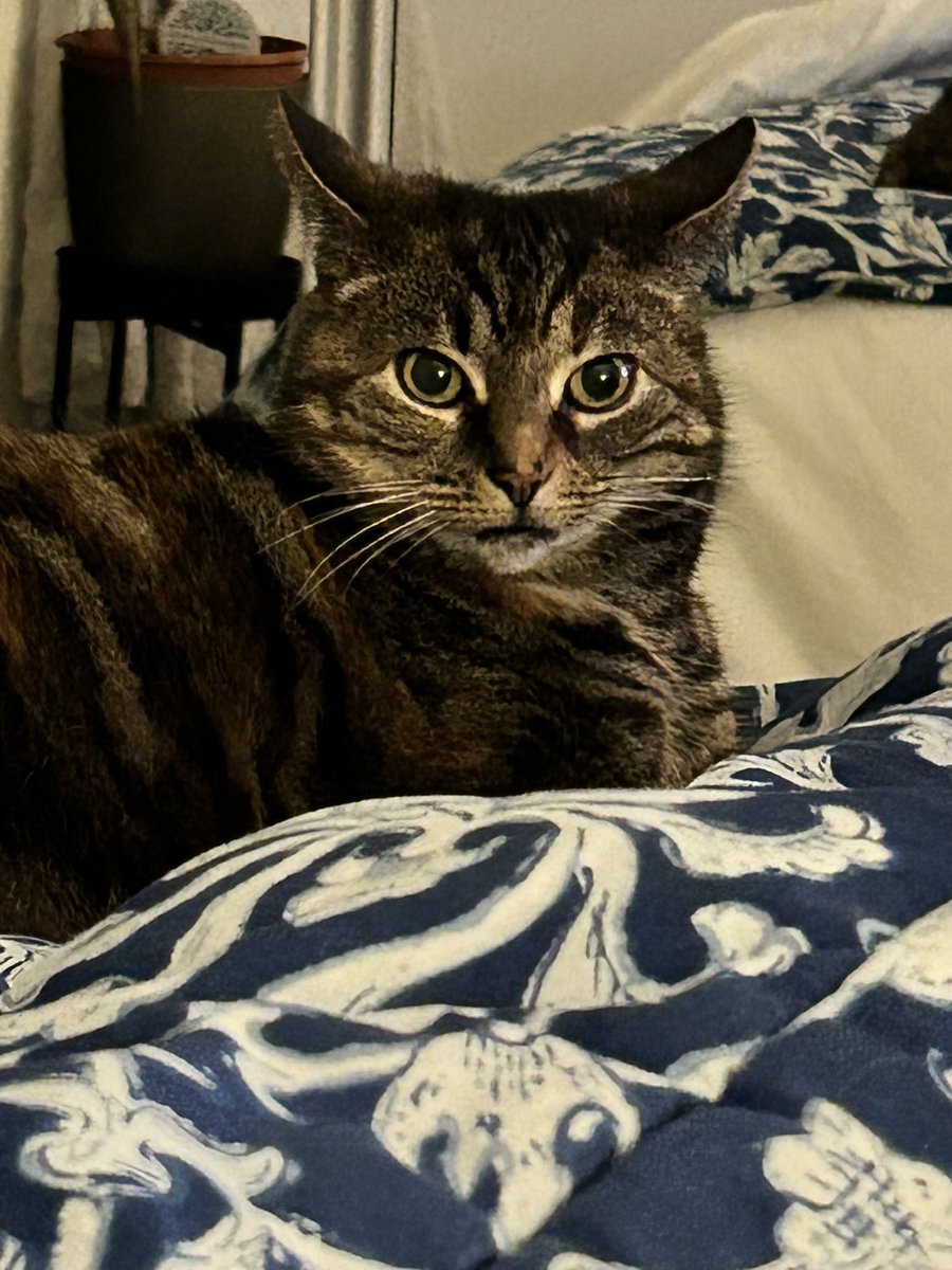 My daughter’s cat, Charlotte. She has been staring at me like this for 36 minutes. Homophobia is a foot.