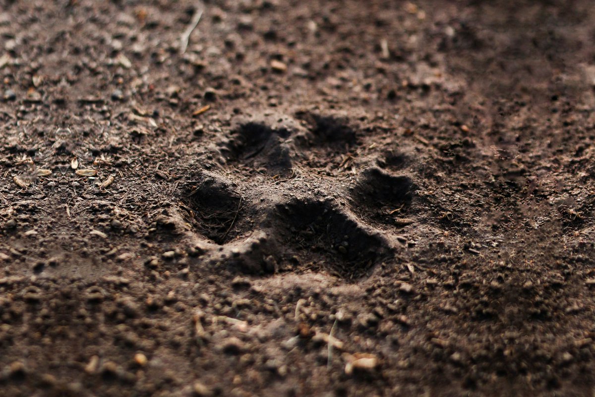 sharevisionnow's tweet image. Pet related dictionary one word premium domain for sale
Pawful.com / .net / .org
domains.bighit.com/Pawful.com
#pawful #paw #paws #domain #domains #premiumdomain #petsmart #petco #pet #pets #dog #dogs #cat #cats #petsupply #petsupplies #petsofinstagram #petlovers #petcare