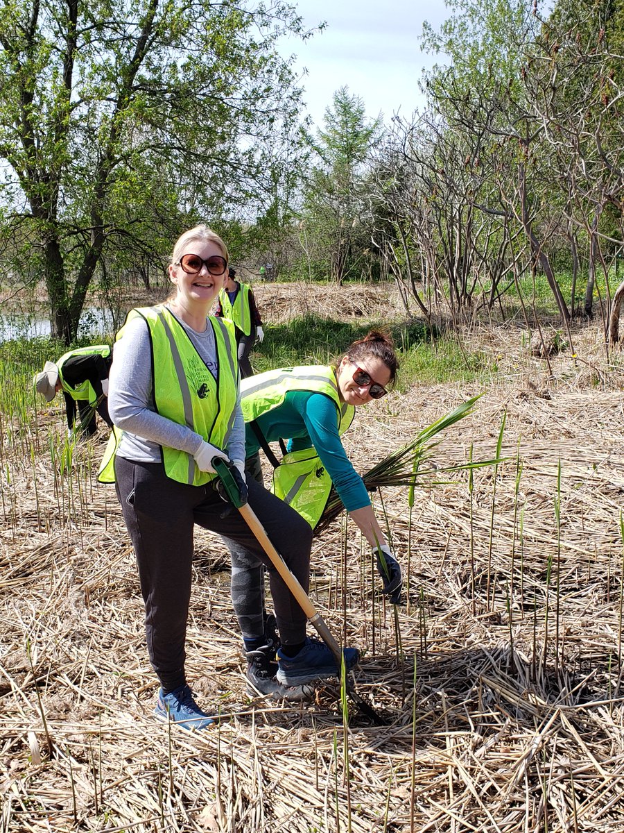 Our volunteers are an integral part of our organization - from our Board of Directors, to our onsite helpers for birdhouse cleanup, Earth Day cleanup, plant stewardship and Let’s De-Phrag the Marsh! projects.  Thank you to all of you on #NationalVolunteerWeek.