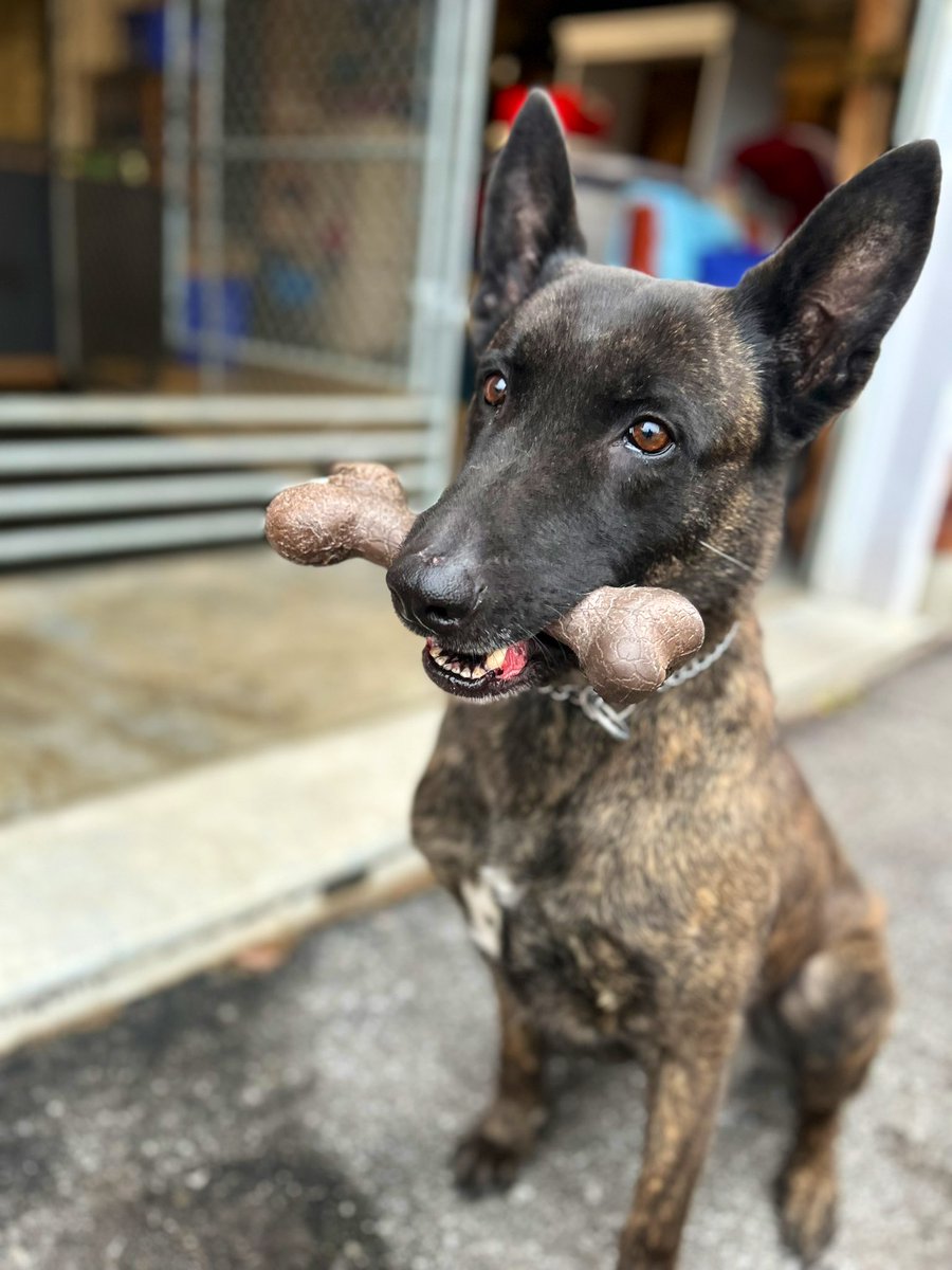 Durham Regional Police Service K-9 Unit tweet media