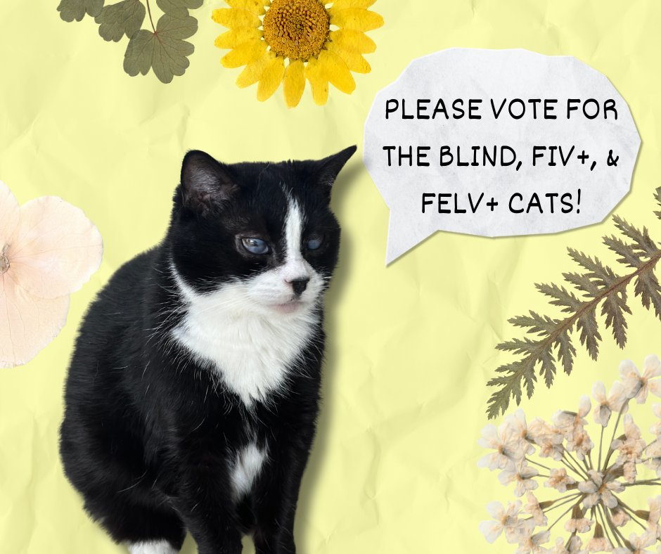 Please consider voting for the blind, fiv, and felv+ cats! You may vote daily to help the kitties! 🌷 The contest is linked here: bit.ly/3Zj6DzE ** If you would like a daily email reminder, please email at blindcat@blindcatrescue.com ** Thank you for helping the cats!!