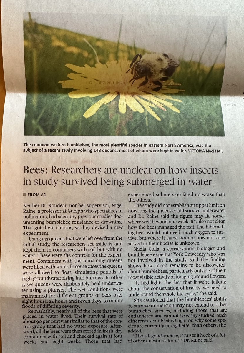 @SabRondeau Lots of media interest in this story. Great to see @SabRondeau's ground-breaking #bumblebee science on the front page of @globeandmail today & @VJMacPhail's lovely 🐝📸 on p6. Thanks @IvanSemeniuk for covering it: theglobeandmail.com/canada/science…