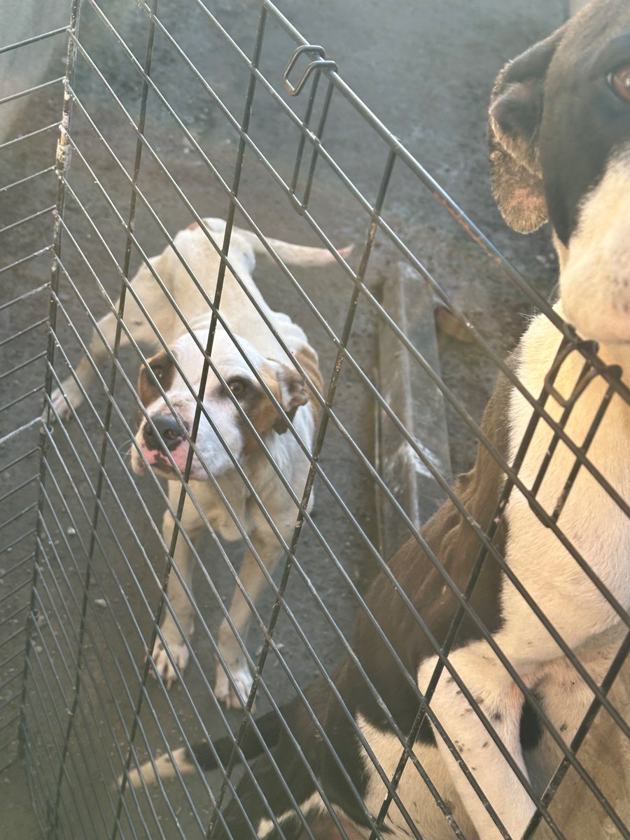 Two starved dogs in Compton. If anybody can foster or adopt let me know!