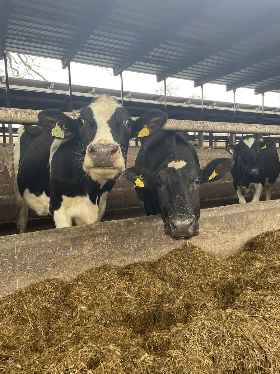 Annie Williams tweet media