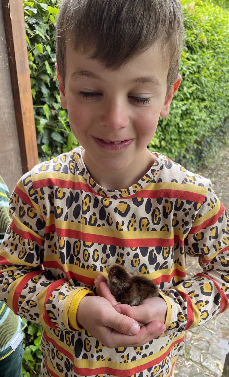 Nieuw leven op onze  #kippenfarm wyandotte kriel tolbunt. 🐣