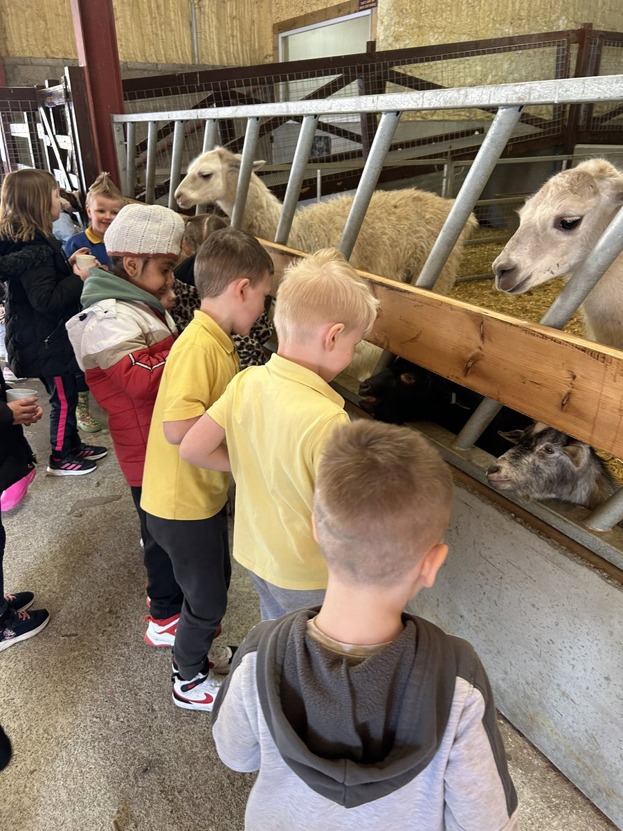 P1/2 had a ball at the Clyde Valley Family Park. We met and fed lots of wonderful animals and loved exploring the activities. The rain stayed off too which was a bonus! 💐☀️🐑🐄🐖<a href="/MuirhousePS/">Muirhouse PS&Nursery</a>