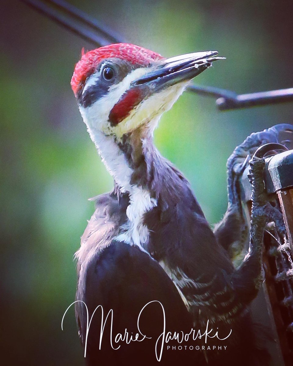 Did someone say it was #woodpeckerwednesday ??? Take a look at this cutie 🥰 😛#pileatedwoodpecker #woodpecker #birdphotography #birds #TwitterNaturePhotography