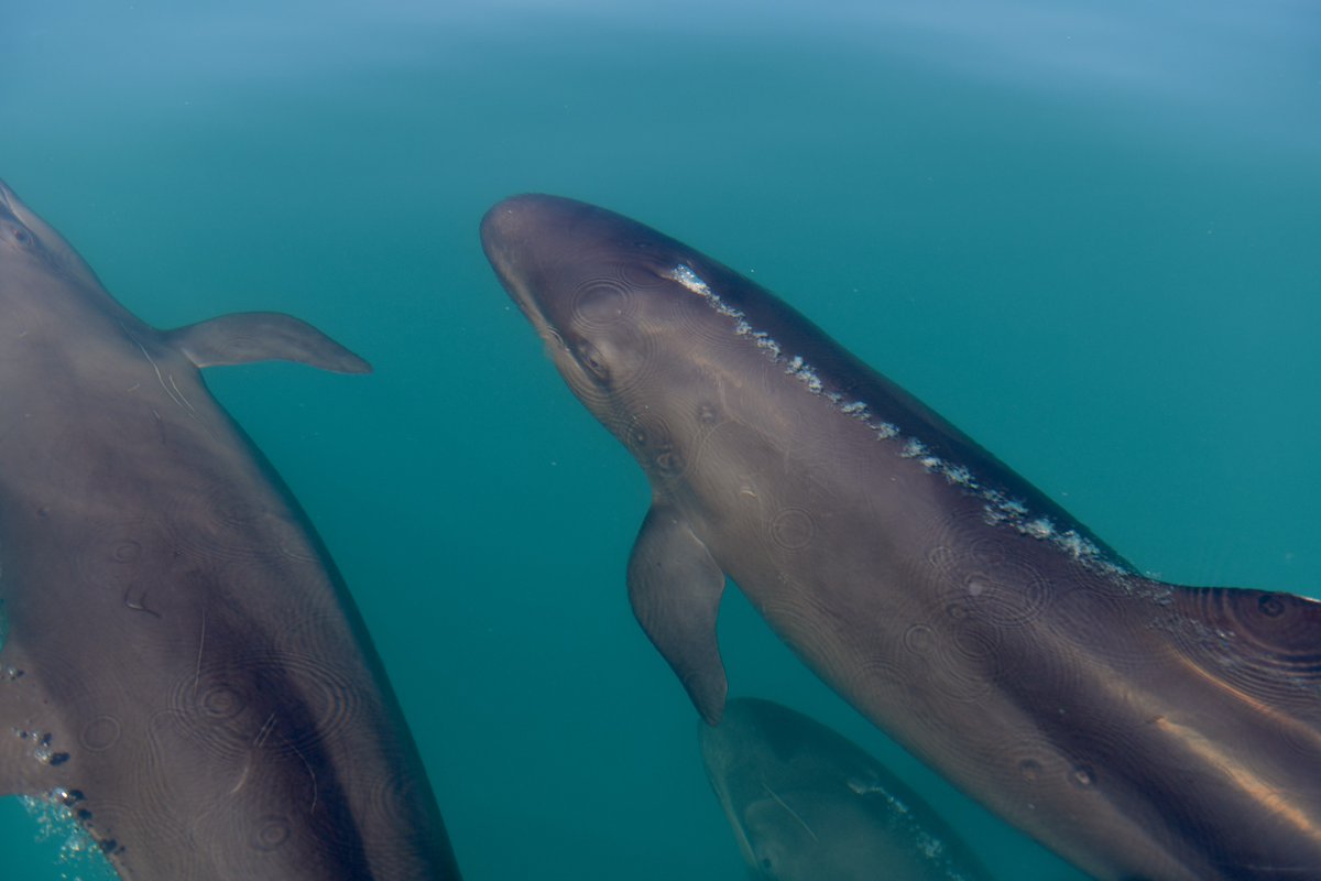 🚨 Event alert! Marine megafauna and the impacts of climate change on Tiwi sea country will be discussed this Saturday 20 April in the Marine Mammals of Northern Australia talk at @MAG_NT. More here: go.cdu.edu.au/fzha #YoumakeCDU #whales #dolphins #research