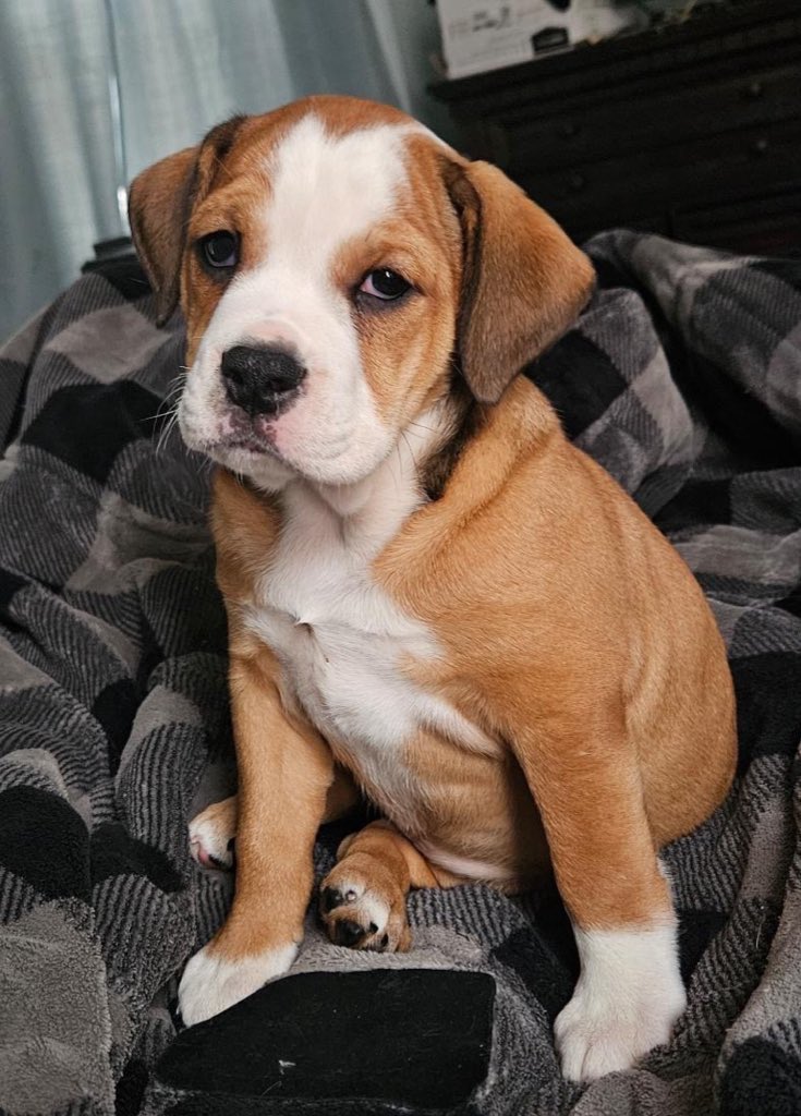 Meet Sushi! 🍣 

She’s an English Bulldog mixed with around 15% Beagle! She’s the cutest little pup ever! 

Me and @creatrix_ttv’s family just grew by one! 

Video and more pics in thread below 👇🏻