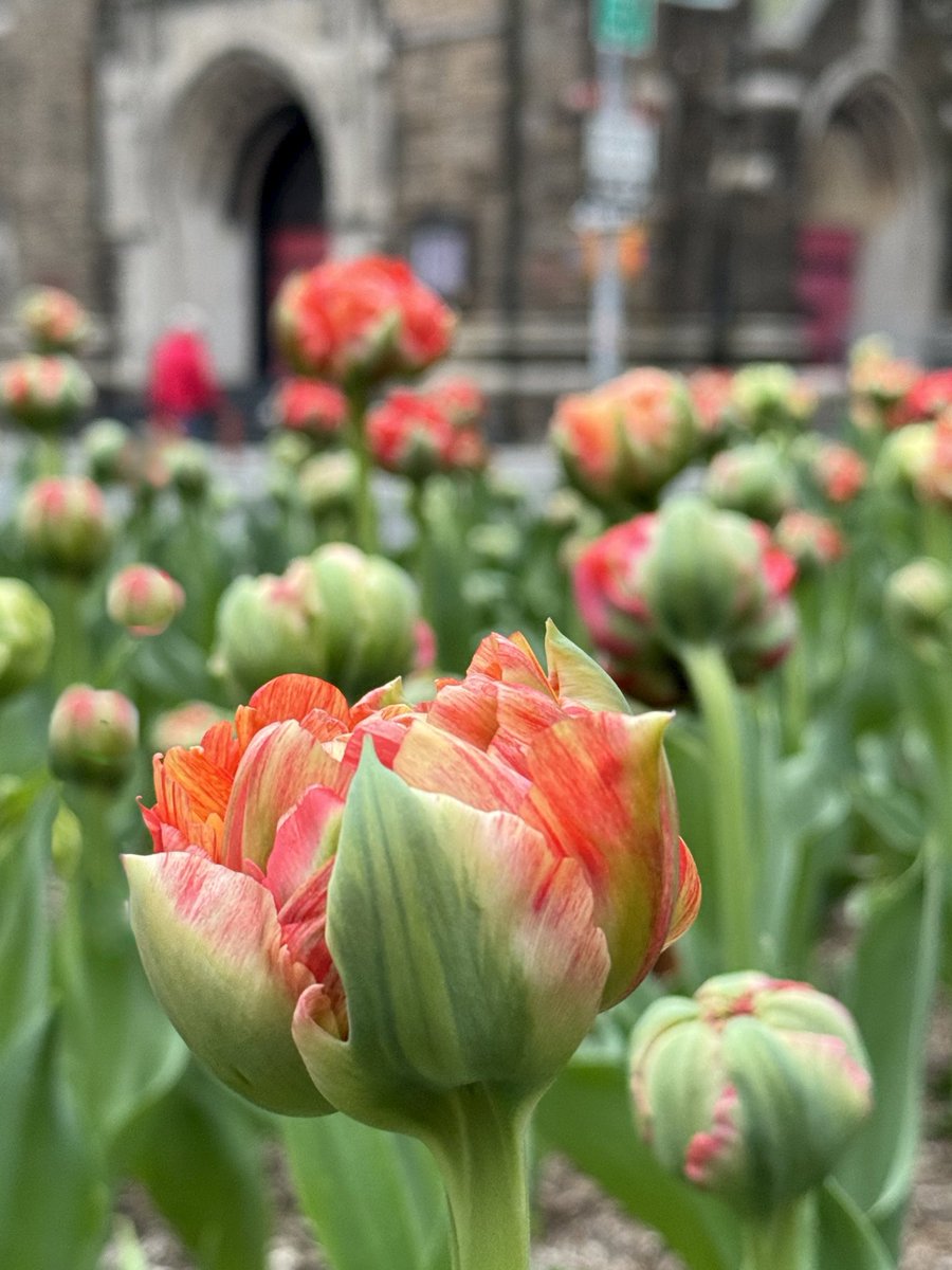 🧡🌹
Park Avenue 
85th street #tulips #NYC 
#uppereastside #ny1pic #streetphotogtaphy