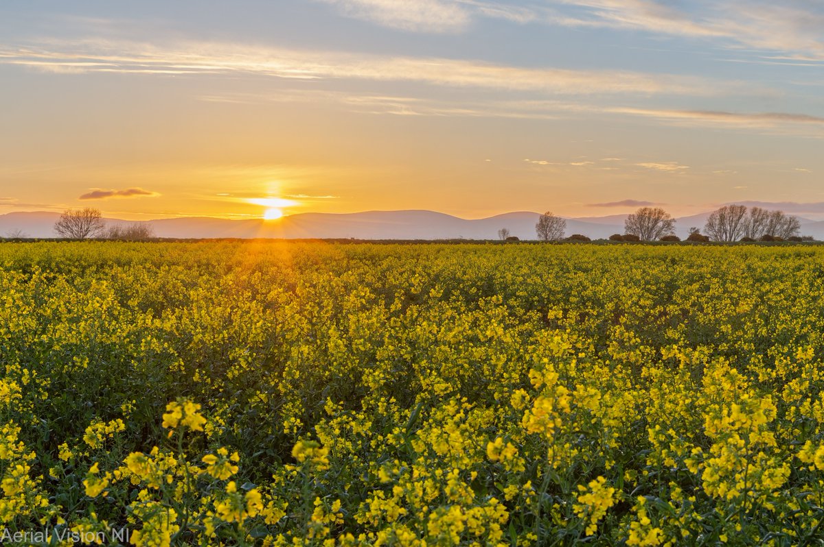 Sunset behind the Donegal hills viewed from the fields @broightergold in Myroe, Limavady this evening @bbcniweather @angie_weather @barrabest @WeatherCee @VisitCauseway @visit_donegal @WeatherAisling @Louise_utv