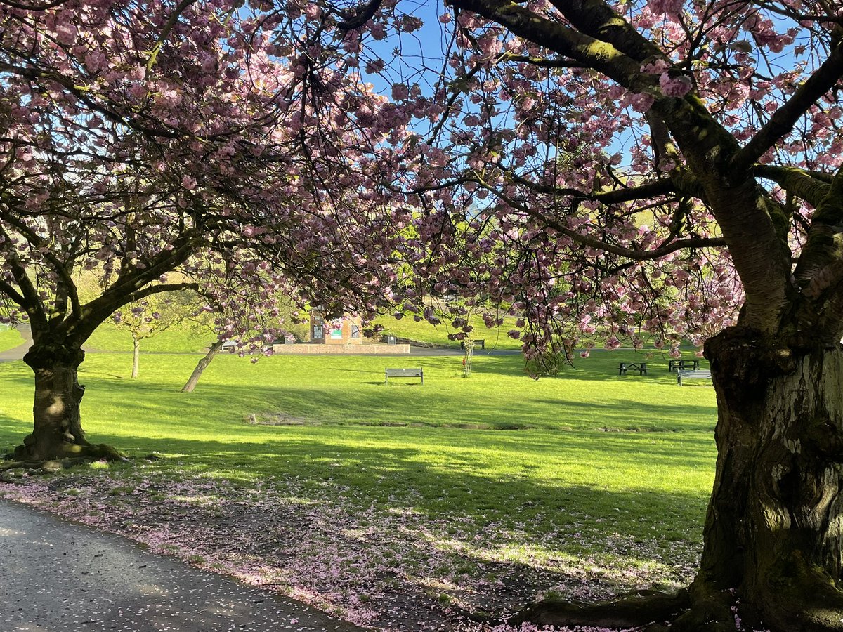 ponte_valley's tweet image. And so, the #blossom begins to fall 🌸 @Expwakefield @MyWakefield @PandCExpress @PontefractCivic @pontefractinbl1 #Pontefract