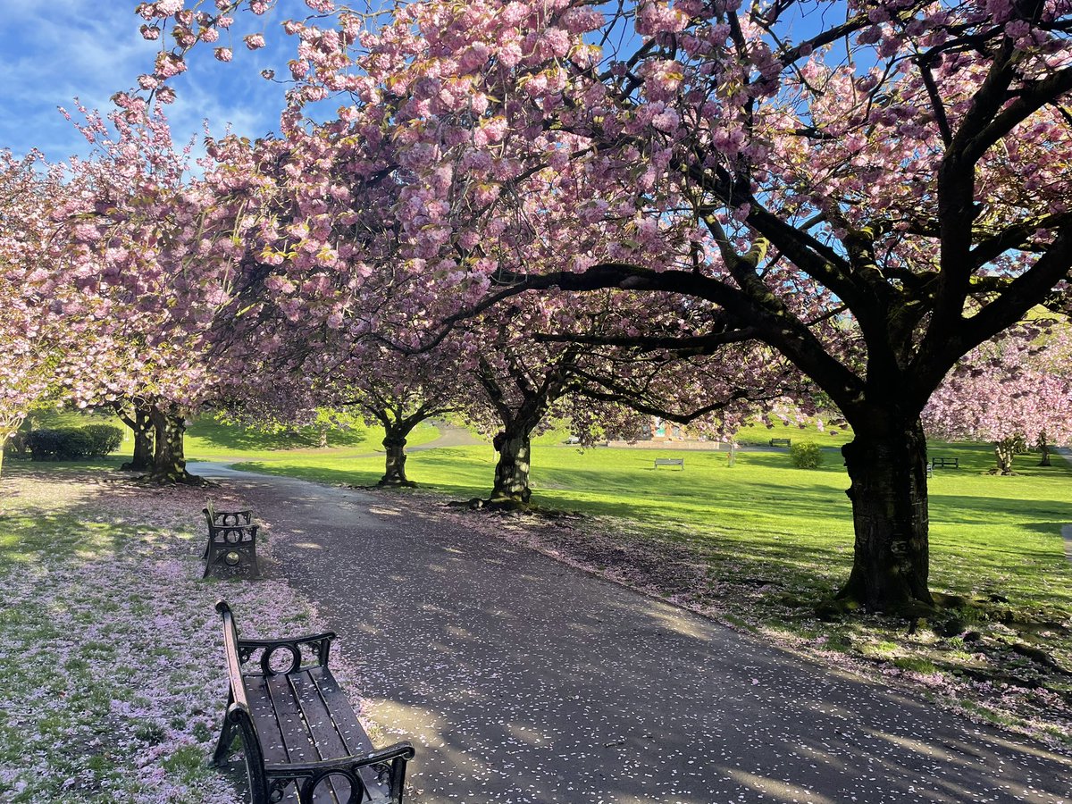 ponte_valley's tweet image. And so, the #blossom begins to fall 🌸 @Expwakefield @MyWakefield @PandCExpress @PontefractCivic @pontefractinbl1 #Pontefract