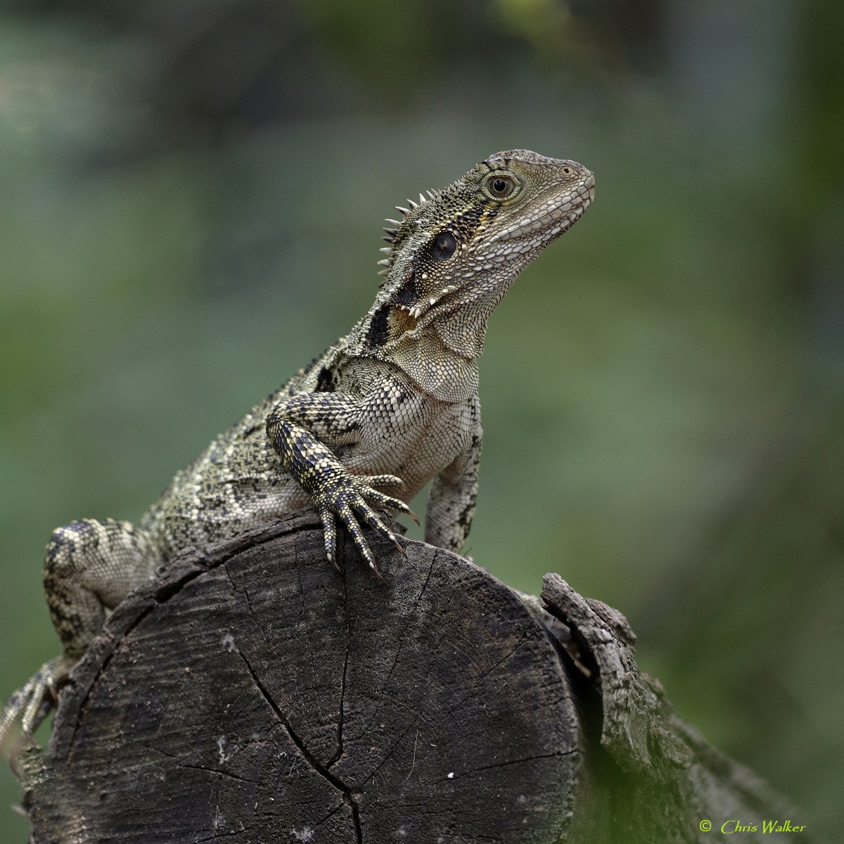 Eastern water dragon near Tingalpa Creek in Capalaba, recently. #dragon #reptilephotography #Queensland