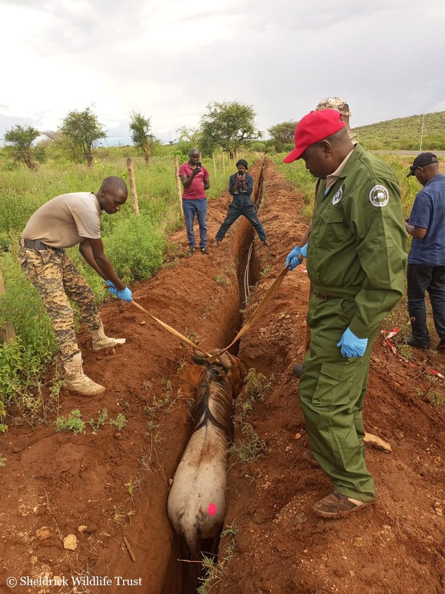 This wildebeest found itself in a very tight spot when it fell into a trench dug for installing fibre internet. Our SWT/KWS Amboseli Vet Unit raced to the scene, darting him with an anaesthetic so they could safely haul him onto secure terrain. A job well done everyone!