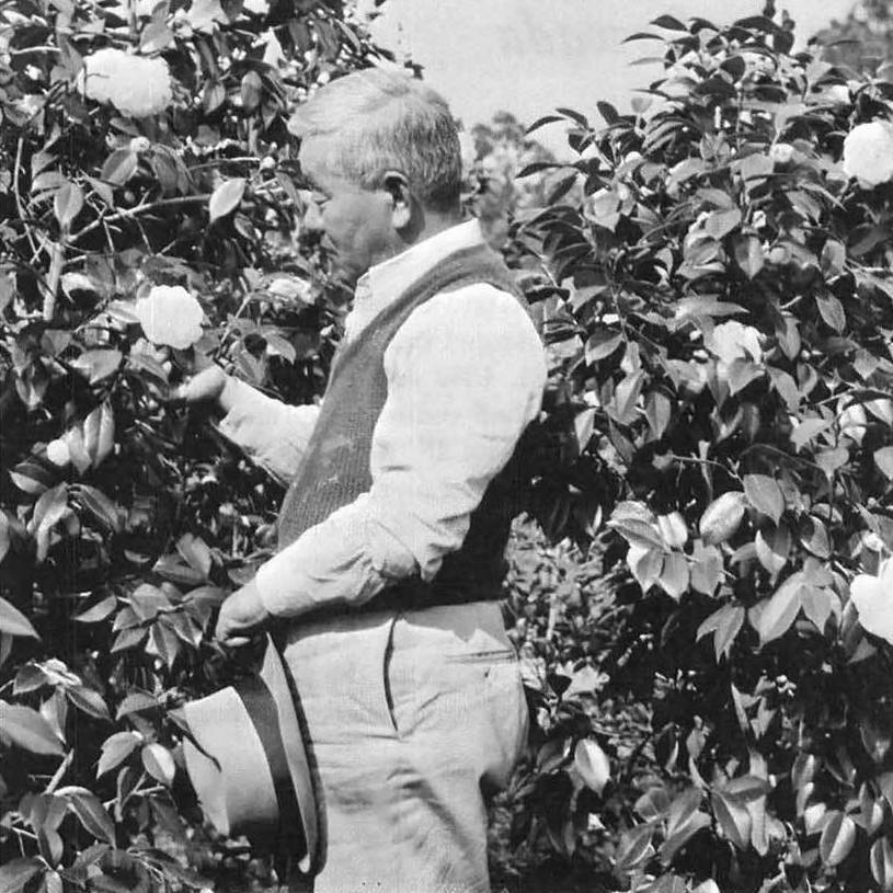 The peonies are blooming! Some of the trees in the Cutting Garden were donated to Filoli by renowned nursery-owner Toichi Domoto. When Mr. Domoto retired in the 1970s, he gave his collection to Filoli. Courtesy of the Bancroft Library, University of California, Berkeley