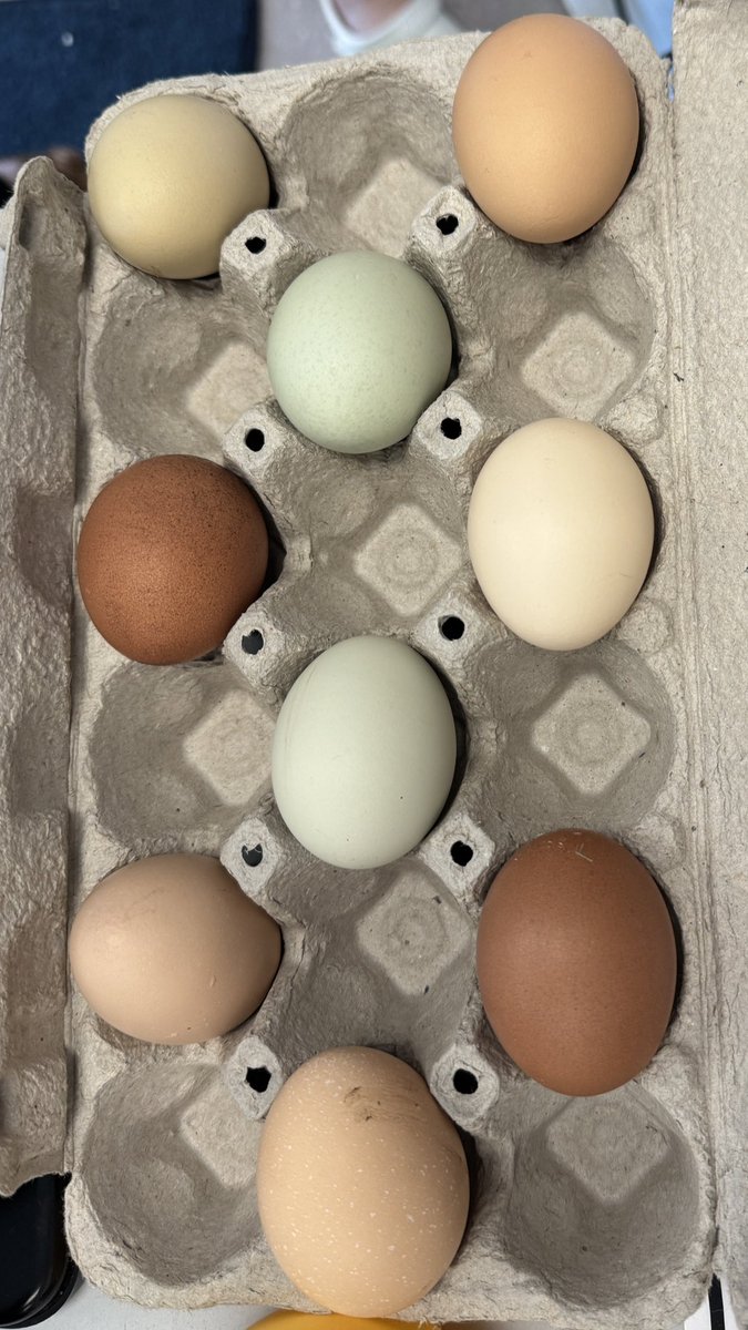 MsBurriOCSB's tweet photo. EXCITING NEWS!🚨Today we put 18 chicken eggs into 2 incubators. Follow along over the next 21 days as we learn  the changes in the appearance &amp; behaviour as these chicks go through a complete life cycle. 🐣 Thank u @NedaBernabo &amp; @MrsSidolisClass for helping me set up! #OcsbEL https://t.co/qJWz30y9kw