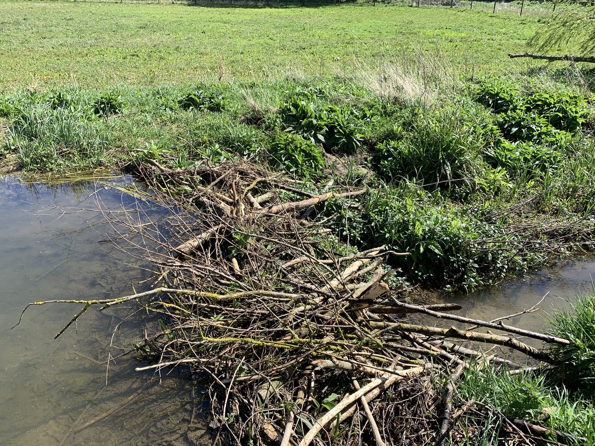 Good visit to Spains Hall in Finchingfield #Essex the other day to plan some invertebrate monitoring in #beaver enclosures this summer - think they’re going to be great for #butterflies, #bees and #grasshoppers