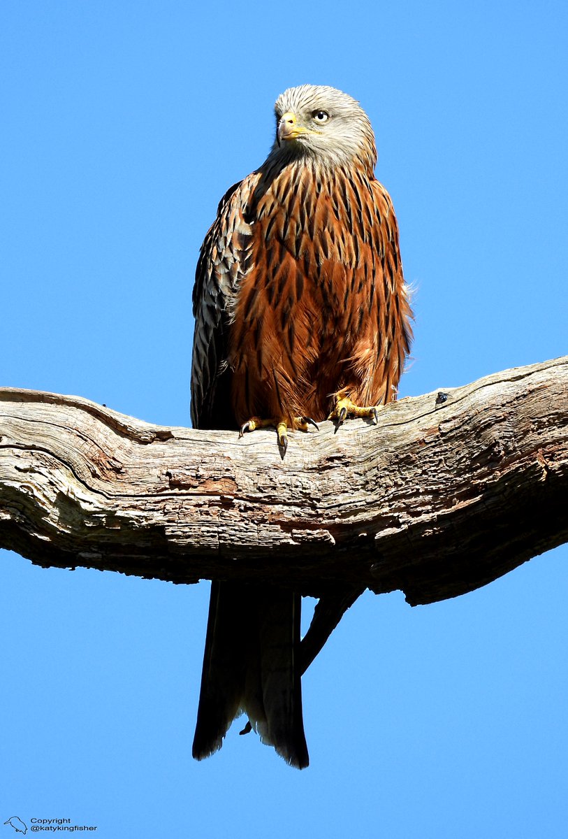 Was nice to see a Red Kite perched on a dead tree this morning