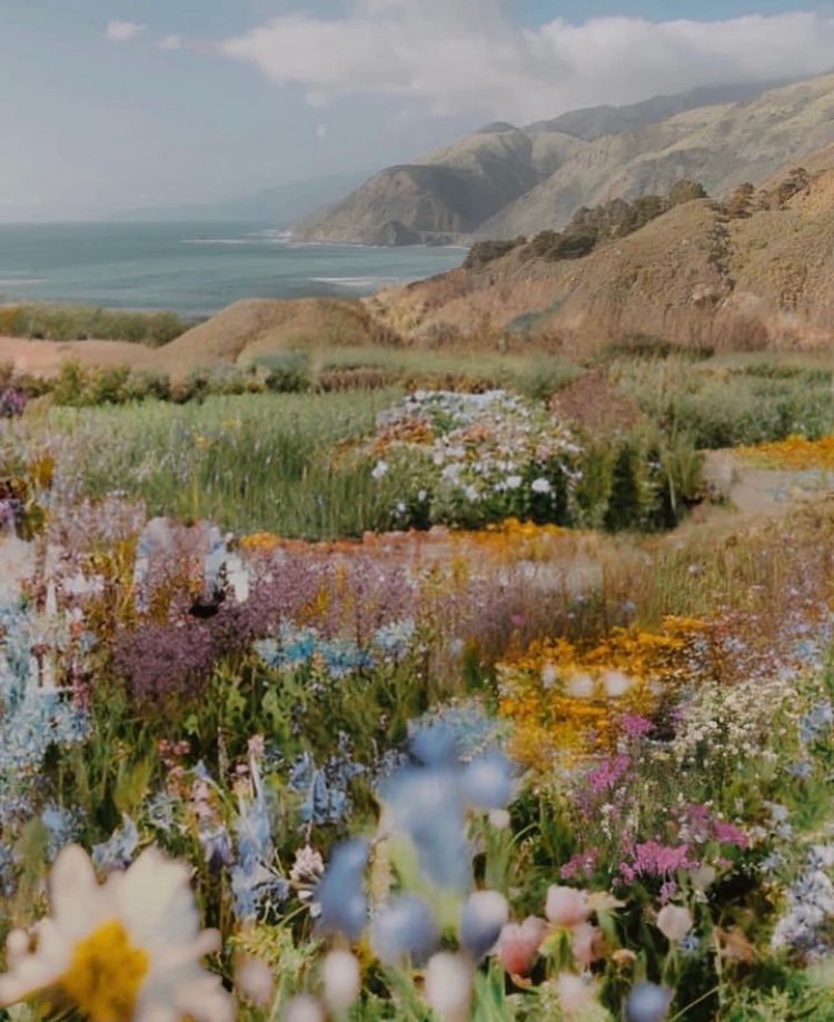 Wildflowers by the ocean at Big Sur, California