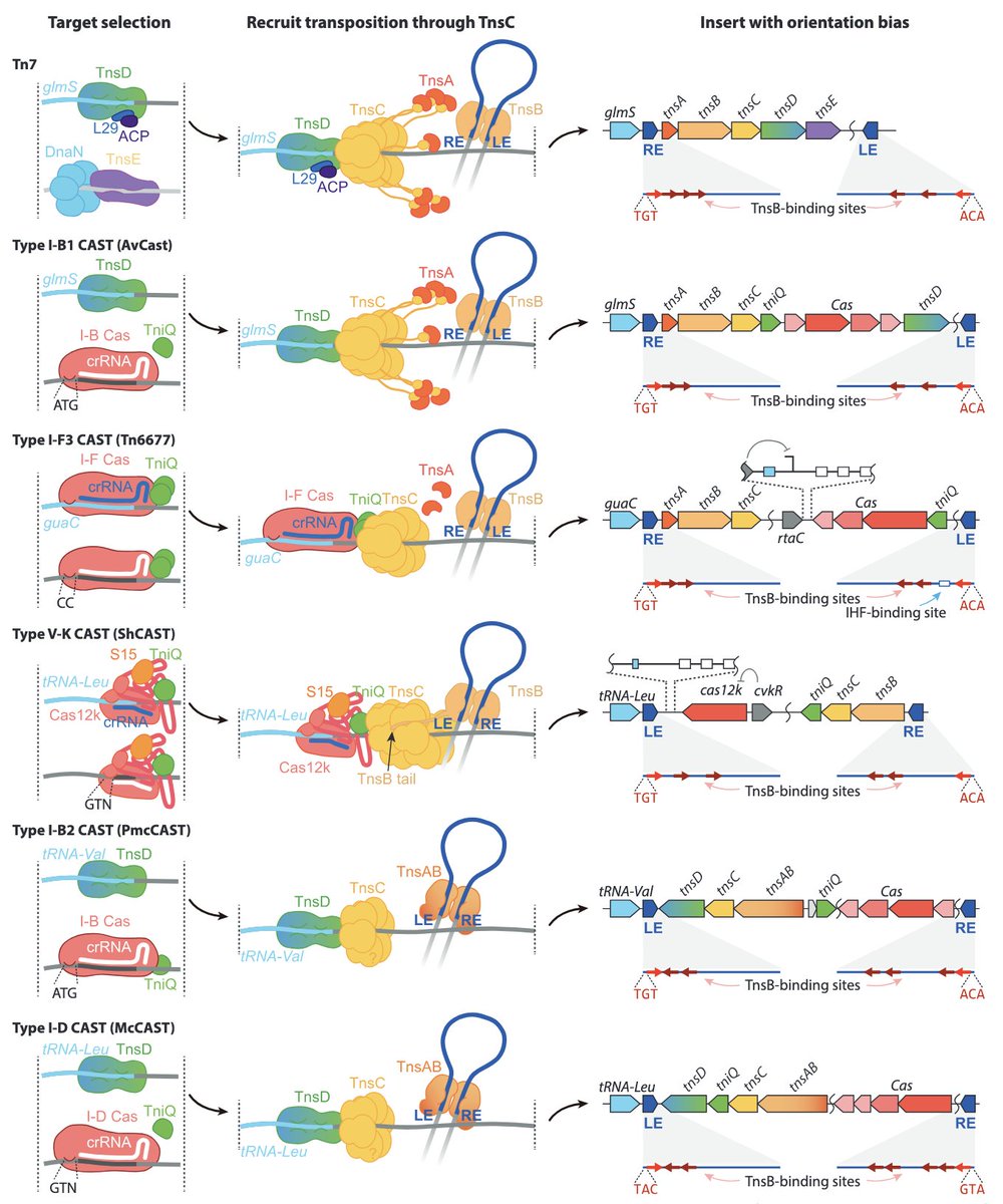 JoePetersLab's tweet image. It was a pleasure working with @PopoMicro on this review of CRISPR-Cas associated transposons (CAST). Hopefully it gives a sense for the diversity of Tn7-like transposons and CRISPR systems that independently combined.go.shr.lc/444PwFh