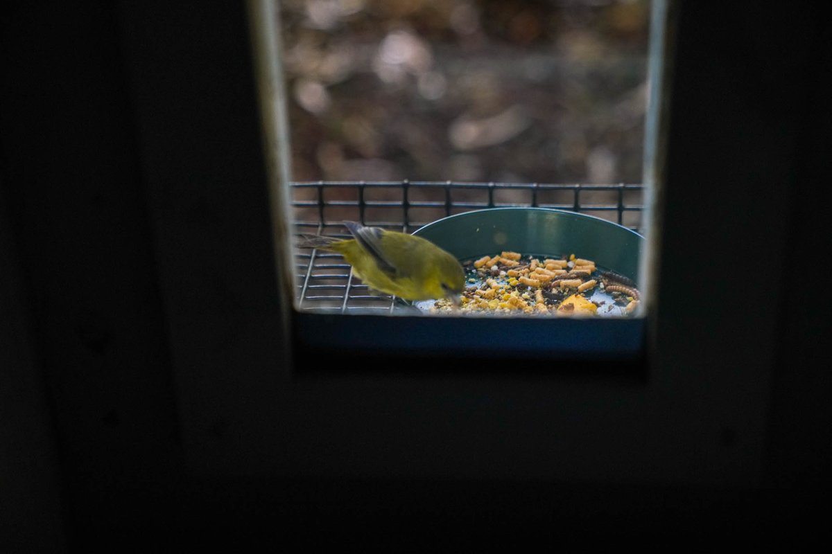 Through @POTUS’s Investing in America agenda, @Interior is putting significant resources towards saving unique and iconic Hawaiian Forest Birds, like the ‘akikiki and ‘akeke’e, which could go extinct without this funding.