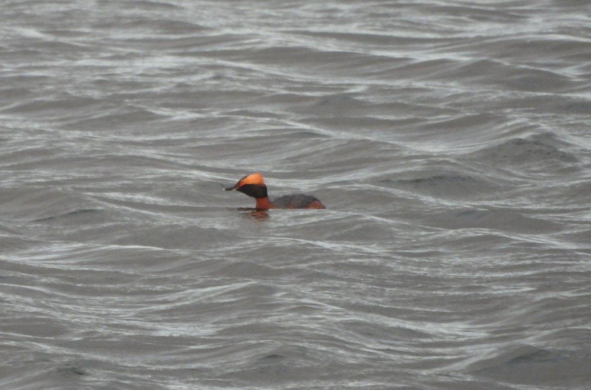 My first @PatchBirding Little Owl since 2019 at Wheldrake Ings this evening #patchgold also a Whimbrel into roost #PWC2024 The Slavonian Grebe gave the best views so far in front of Tower Hide. Continuing the grebefest, a Black-necked Grebe at Bank Island @LDV_NNR @YorkBirding