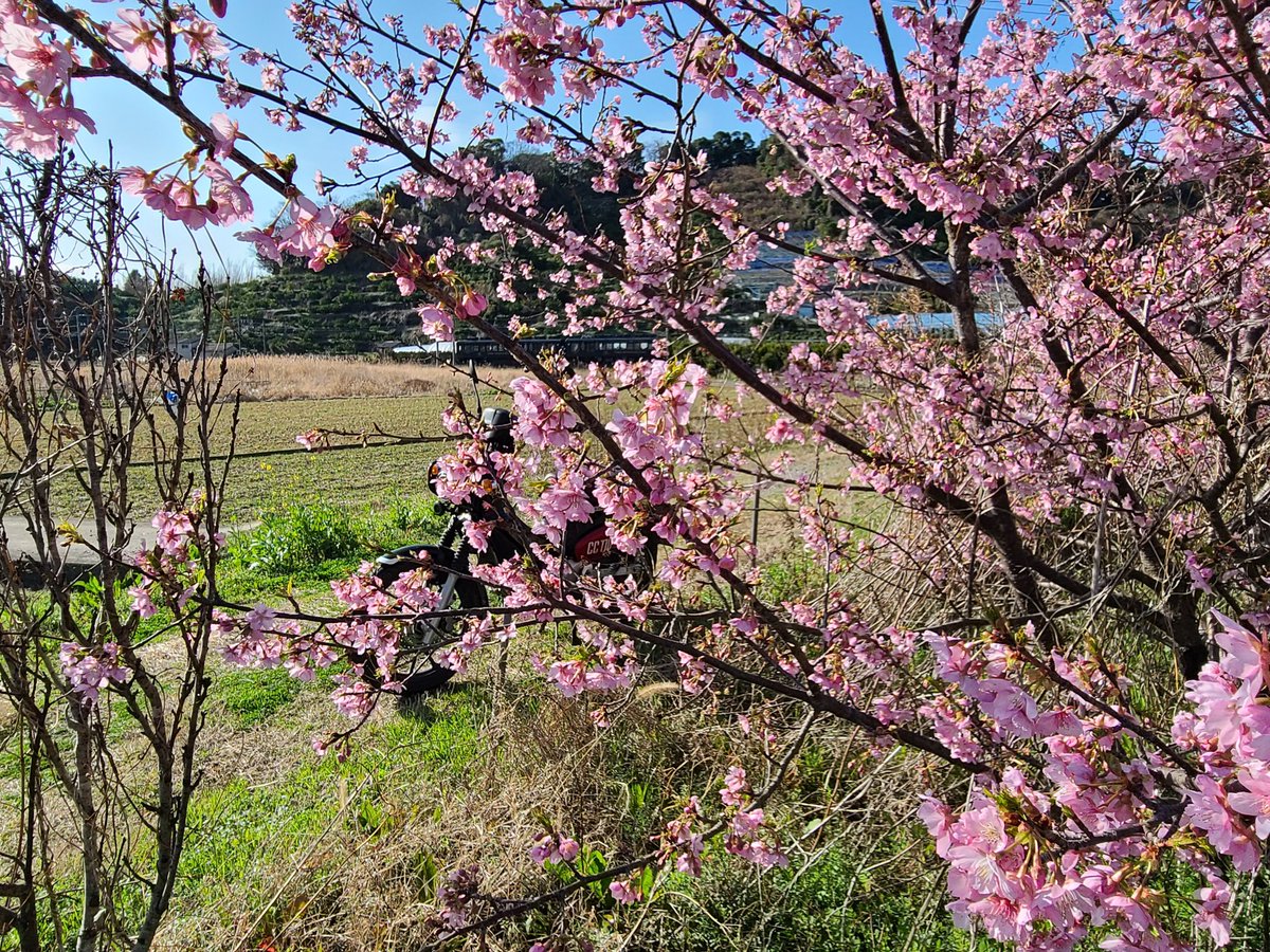 河津桜🌸に隠れたクマモン🛵