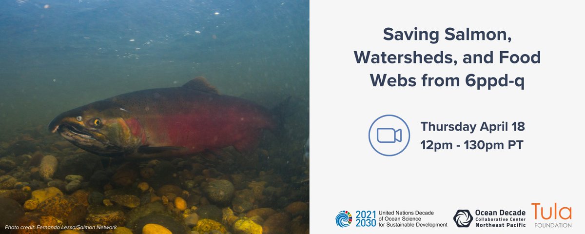 Tomorrow at 12pm PT ❗️ Make sure to join our upcoming #DecadeDialogue on saving #salmon 🐟 watersheds 🌊 and food webs 🌿 from the deadly tire toxic 6ppd-quinone 🛞
Registration is free & open to the public! 
🔗tinyurl.com/yhh3s7xn