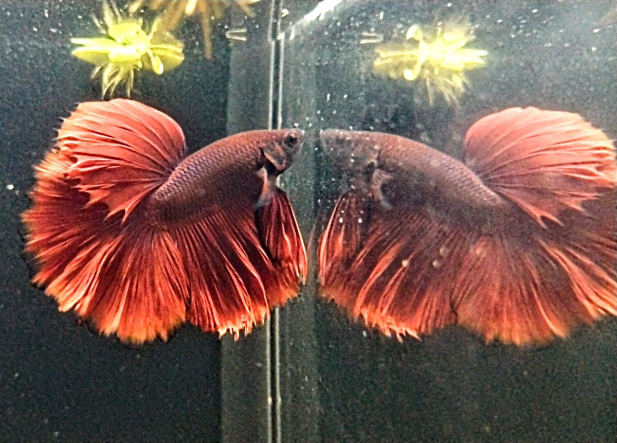 FontesToic's tweet image. youtube.com/shorts/iO7XNpC…