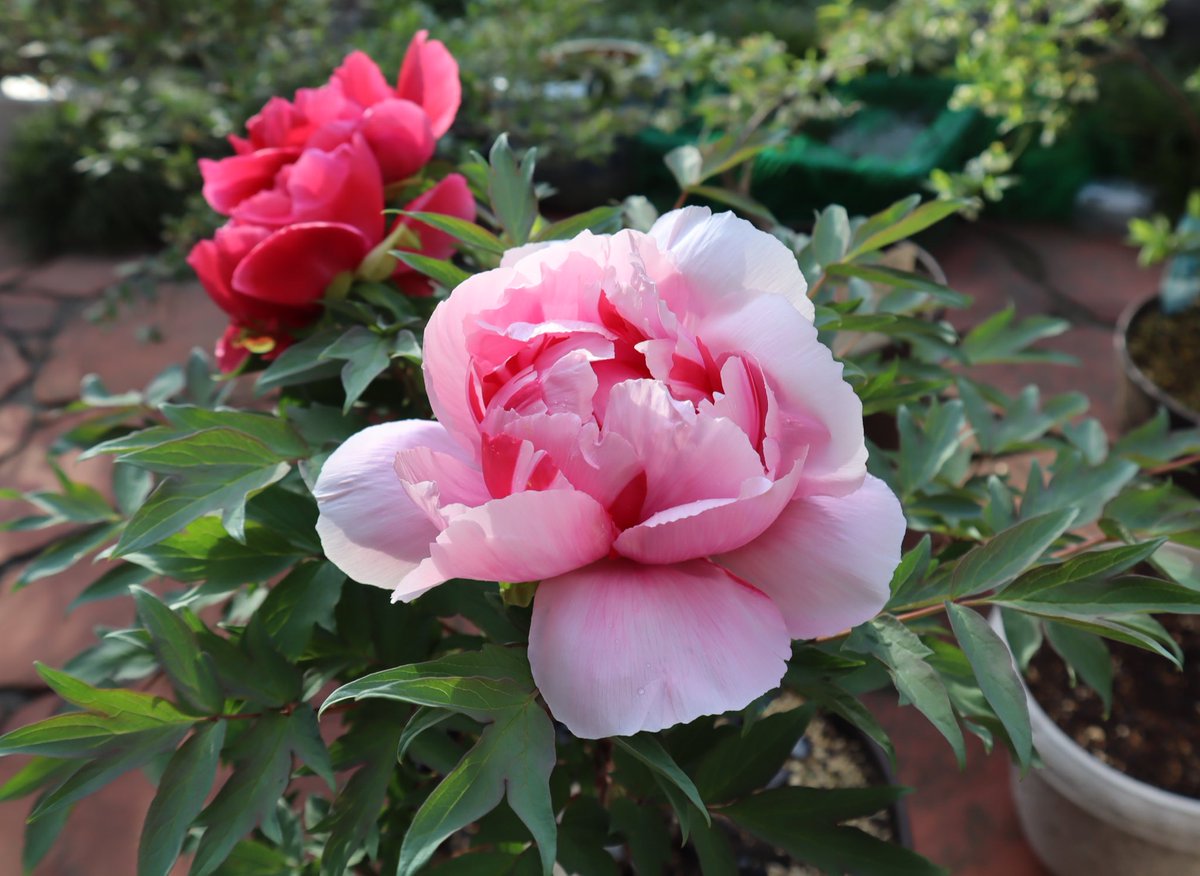 おはようございます😊🌿 年末に手に入れた 牡丹の木が🪴 見事に咲きました 赤とピンクの花を咲かせる '太陽' いままでこんな豪華な花を 育てたことは ありませんでした 思い描いたことは 必ず実現して🙃➰🌺 皆様が今日も笑顔たくさんの 素敵な一日になりますように... ＃TreePeony ＃Peony ＃牡丹…