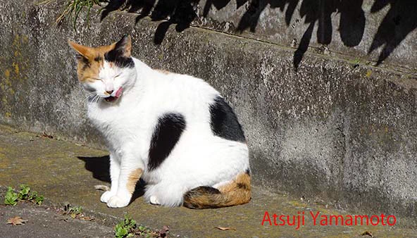  ありがとうございます、子猫を二匹連れてうちに来たのですが飢え死にしそうにやせ細りながら子猫の御世話はきっちりしていたえらいお母さんで、この子はうちで保護して子猫は里親さんを探してもらっていただきました。ちょうど子離れ時期になってたのでうまくいきました。 