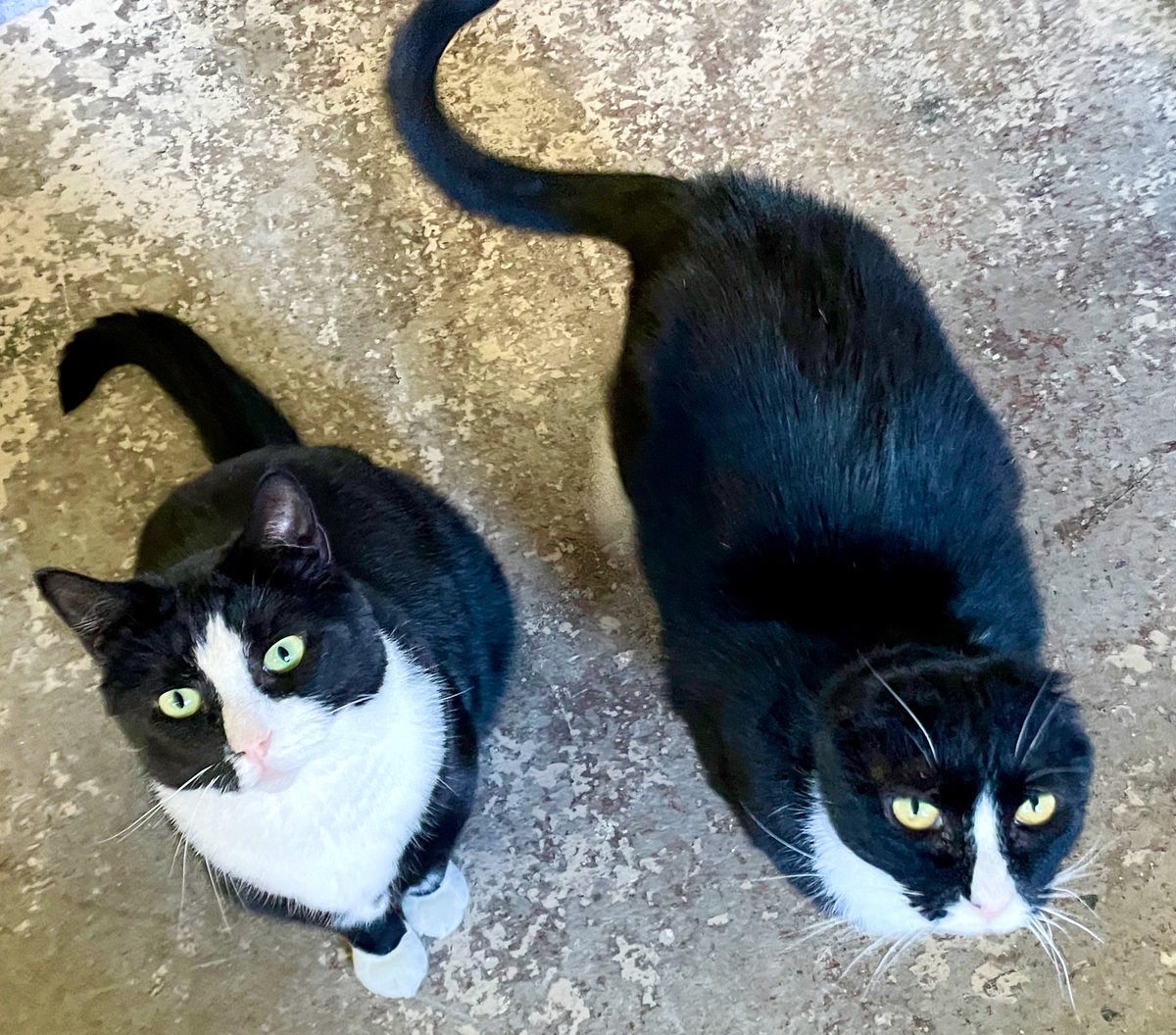 💖💖Sol & Lulu are already counting the days (7) til their prospective adopters visit! We're counting too - so excited!! #adoptdontshop #va #virginia #thursday #purrsday #CatsOfTwitter #goodnews #PositiveMindset #PositiveEnergy #friends #cats #pets #home #thursdayvibes