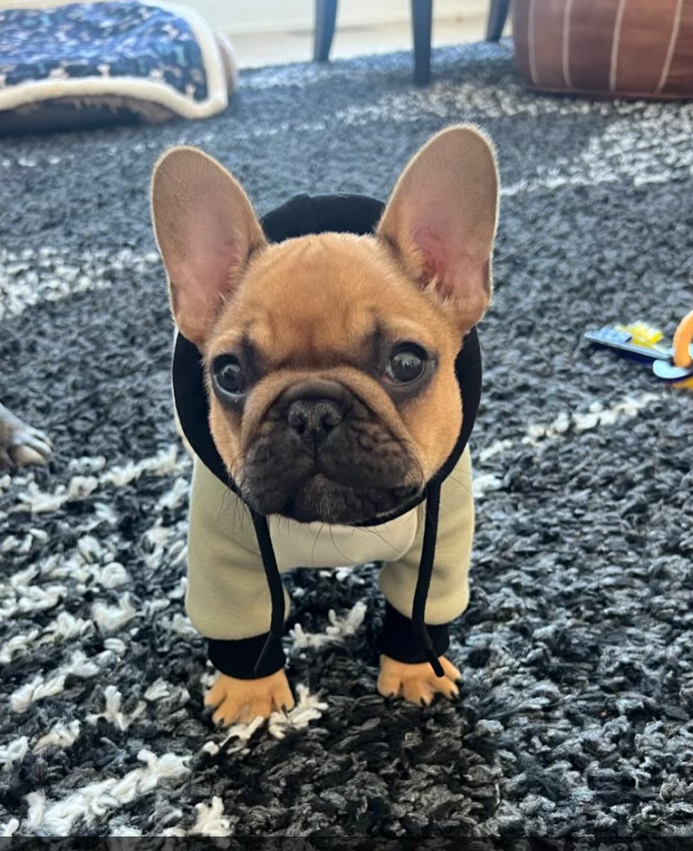 Bulldog_french0's tweet photo. Funny Dogs❤️
French bulldogs 💜 😂
🤗 ❤️❤️🤔 😂 ❤️❤️💞🥰
#frenchiepost #frenchielover #frenchbulldog #frenchielover #dadd #mom #frenchietwitter
💽 Posted by: Unknow😢 Please DM for credit or removal. Thank you! https://t.co/dz0WvzzLXZ