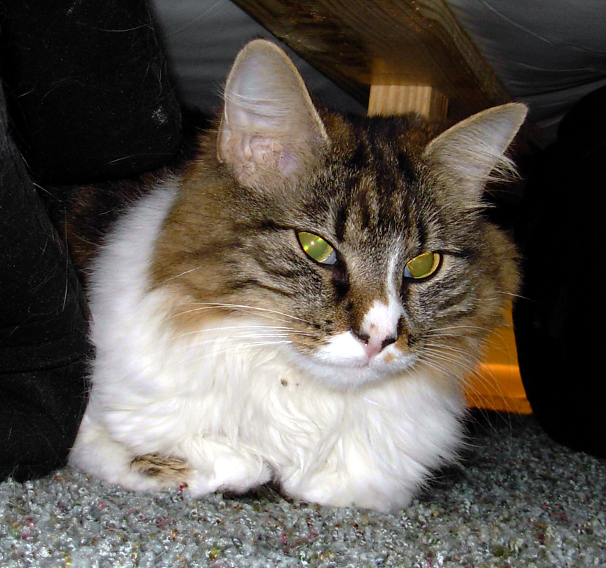 Our Summer passed away today. She was a beautiful cat with a great deal of dignity. We will miss her.