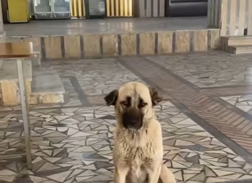 Allahtan istedik olmadi surat mi asicaz dedikten sonra benim tum gun esgal