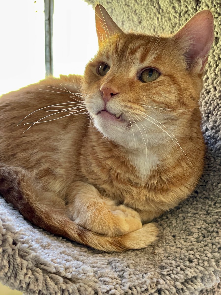 RappCats tweet media