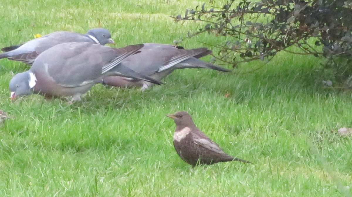 Shafford Farm, nr St Albans. A big surprise in the garden for my #hertsbirds and @PatchBirding year lists, as a Ring Ouzel arrived from nowhere this evening. #patchgold Just time for a quick shot through the window before it was gone.