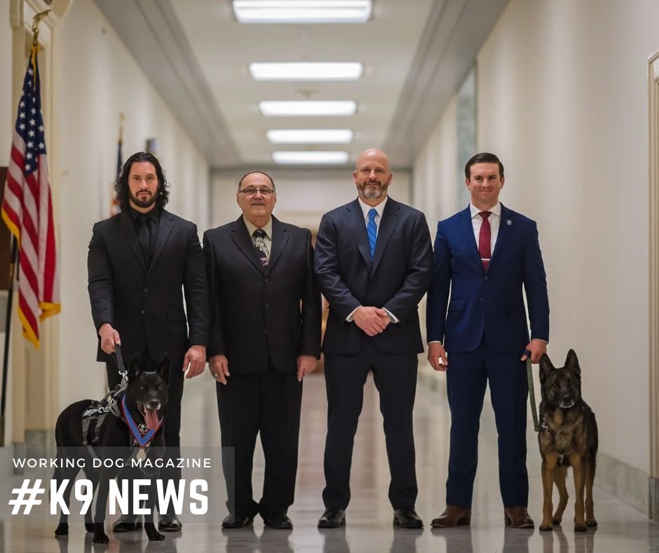 workingdogmag's tweet photo. 🗞️ ☕️ 🐕
Don’t miss this week's @workingdogmag newsletter: https://t.co/cd4tDkrozG
#thinlinemedia #workingdogmagazine #wdtc #dogpeople • #thegoldstandard https://t.co/jukJva6CJH
