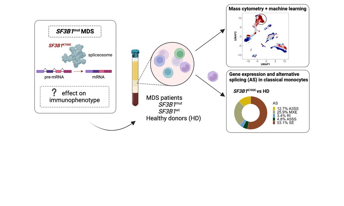 Our recent work “Mutations in the splicing factor SF3B1 are linked to frequent emergence of HLA-DRlow/neg monocytes in lower-risk MDS” has just been published. I’m grateful to our collaborators and looking forward to future research! #MDS #Immunology shorturl.at/cdqsZ