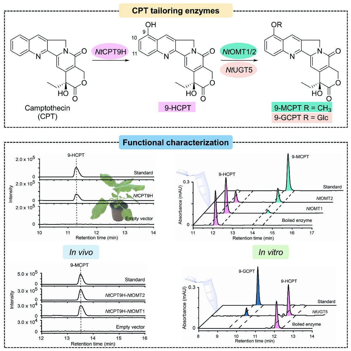 #Camptothecin is a complex alkaloid with remarkable anti #tumor activity. In a new paper for #JIPB, Chen et al. explore a #genetic basis for producing camptothecin derivatives through #metabolic engineering. doi.org/10.1111/jipb.1… @wileyplantsci #PlantSci #cancer #CancerResearch