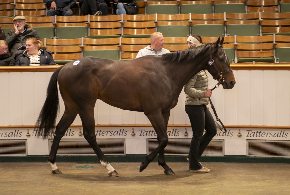 🏇 'The fact he pitched up and did what he did in really bad conditions was unbelievable. He was as straight as a gun barrel and seriously quick, and that backed up what we’d seen at home.' Charlie and Francesca Poste make a splash with 800,000gns Blue Point colt at Park…