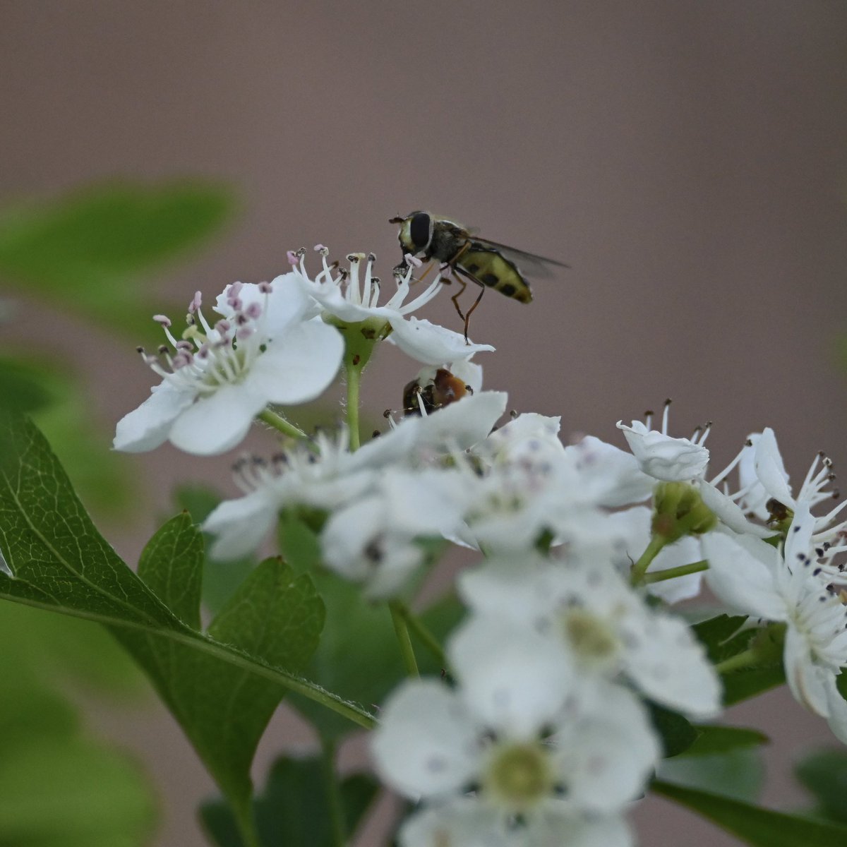 pinescorner's tweet photo. A hoverfly on Hawthorn - don’t know which one, just pleased the #wildlifegarden is doing its job. A late #wildflowerhour #treeflowers post - but just in time for #wildwebswednesday! ~ J https://t.co/PsKD3ohYoF